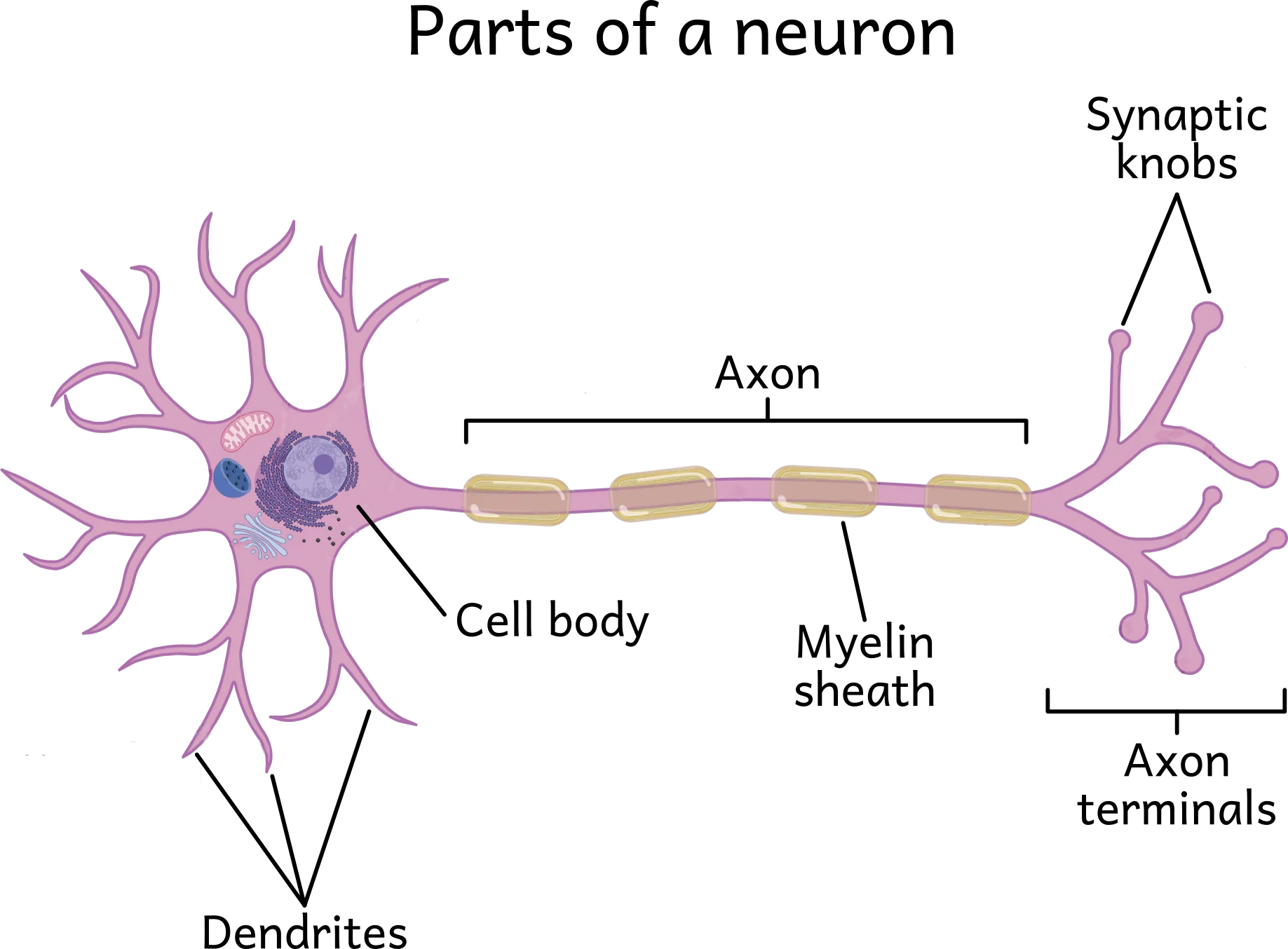A simplified neuron